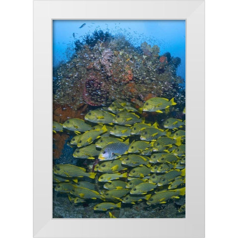 Ribboned sweetlips swimming past coral, Indonesia White Modern Wood Framed Art Print by Shimlock, Jones