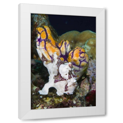 Indonesia Frogfish mimics a sea squirt White Modern Wood Framed Art Print by Shimlock, Jones