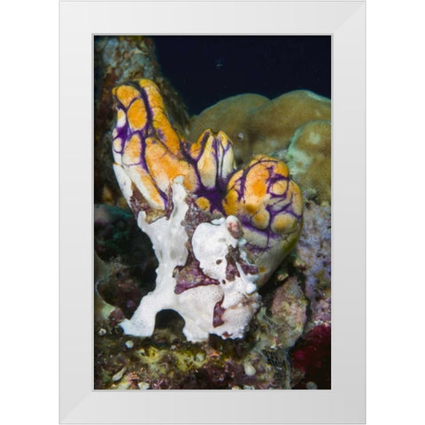 Indonesia Frogfish mimics a sea squirt White Modern Wood Framed Art Print by Shimlock, Jones