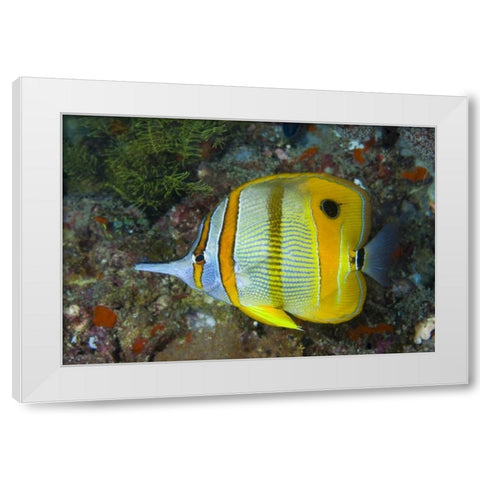 Indonesia, Raja Ampat Side view Butterflyfish White Modern Wood Framed Art Print by Shimlock, Jones