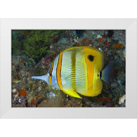 Indonesia, Raja Ampat Side view Butterflyfish White Modern Wood Framed Art Print by Shimlock, Jones