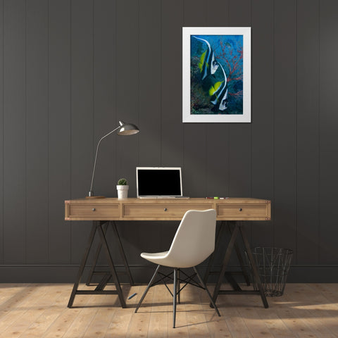 Indonesia Longfin bannerfish by sea fan coral White Modern Wood Framed Art Print by Shimlock, Jones