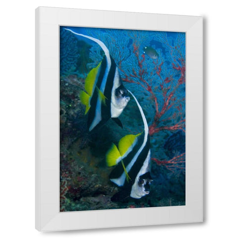 Indonesia Longfin bannerfish by sea fan coral White Modern Wood Framed Art Print by Shimlock, Jones