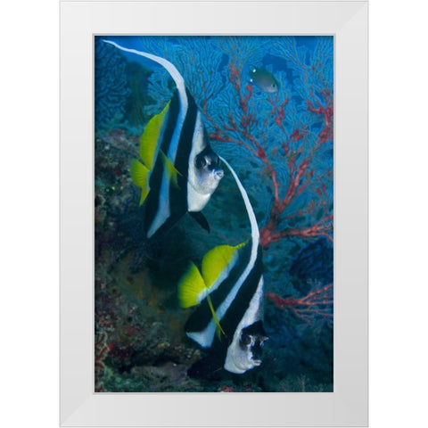 Indonesia Longfin bannerfish by sea fan coral White Modern Wood Framed Art Print by Shimlock, Jones