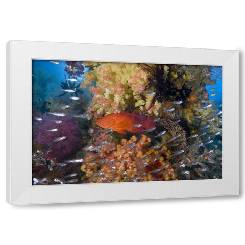 Indonesia Coral trout and glassfish by coral White Modern Wood Framed Art Print by Shimlock, Jones