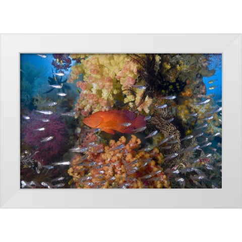 Indonesia Coral trout and glassfish by coral White Modern Wood Framed Art Print by Shimlock, Jones