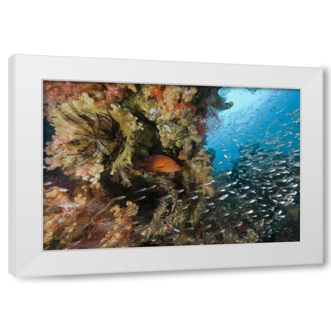 Indonesia Coral trout and glassfish by coral White Modern Wood Framed Art Print by Shimlock, Jones