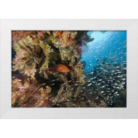 Indonesia Coral trout and glassfish by coral White Modern Wood Framed Art Print by Shimlock, Jones