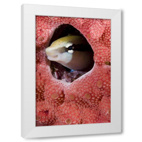 Lance blenny fish in a hole in coral, Indonesia White Modern Wood Framed Art Print by Shimlock, Jones