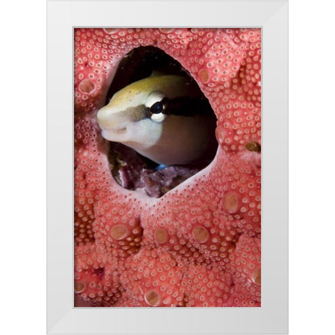 Lance blenny fish in a hole in coral, Indonesia White Modern Wood Framed Art Print by Shimlock, Jones