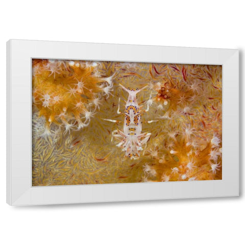 Indonesia Tiger shrimp and soft corals White Modern Wood Framed Art Print by Shimlock, Jones