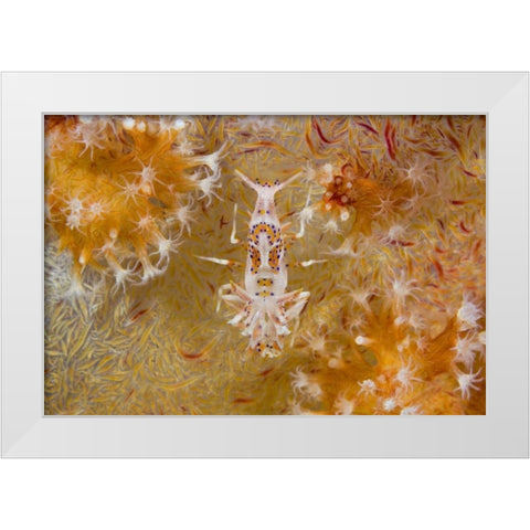 Indonesia Tiger shrimp and soft corals White Modern Wood Framed Art Print by Shimlock, Jones