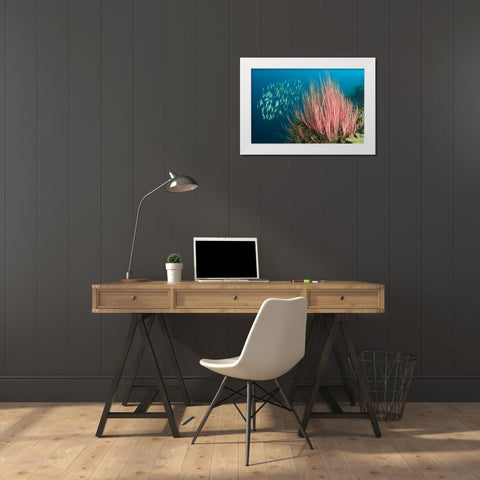 Indonesia, Buyat Bay Razorfish swim over coral White Modern Wood Framed Art Print by Shimlock, Jones
