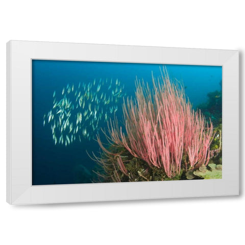Indonesia, Buyat Bay Razorfish swim over coral White Modern Wood Framed Art Print by Shimlock, Jones