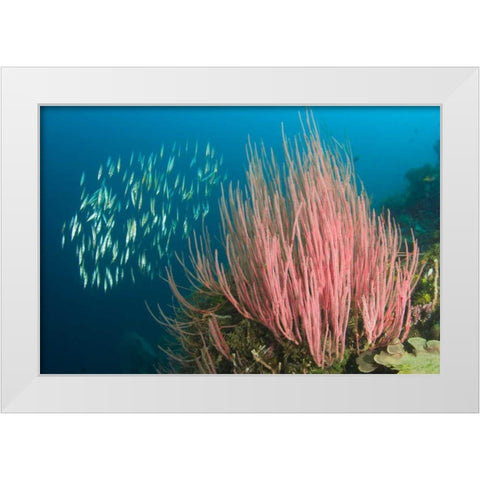 Indonesia, Buyat Bay Razorfish swim over coral White Modern Wood Framed Art Print by Shimlock, Jones