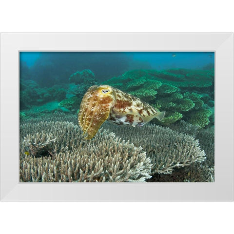 Cuttlefish, Buyat Bay, Sulawesi Island, Indonesia White Modern Wood Framed Art Print by Shimlock, Jones