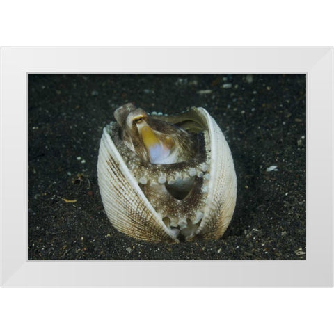 Indonesia, Lembeh Strait A marginated octopus White Modern Wood Framed Art Print by Shimlock, Jones