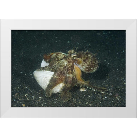 Indonesia A marginated octopus with shell White Modern Wood Framed Art Print by Shimlock, Jones