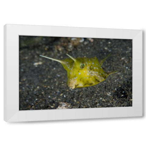 Indonesia, Lembeh Strait A cowfish White Modern Wood Framed Art Print by Shimlock, Jones