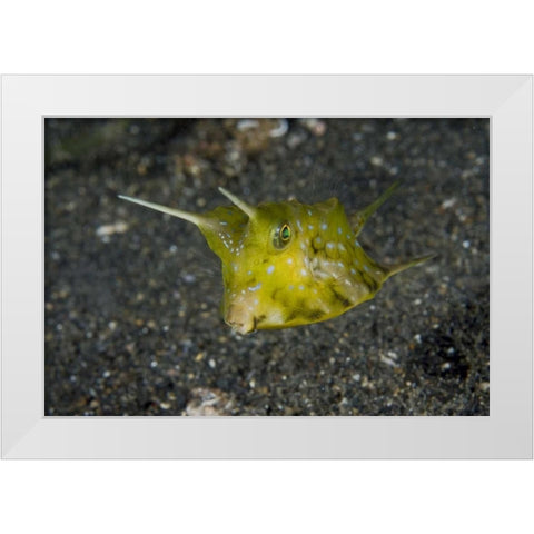 Indonesia, Lembeh Strait A cowfish White Modern Wood Framed Art Print by Shimlock, Jones