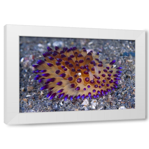 Tiny crab on nudibanch, Lembeh Strait, Indonesia White Modern Wood Framed Art Print by Shimlock, Jones