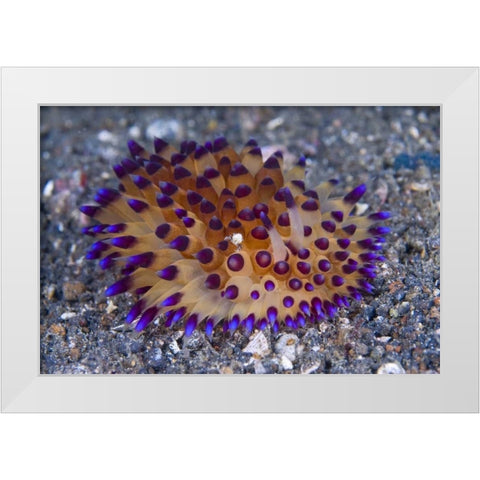 Tiny crab on nudibanch, Lembeh Strait, Indonesia White Modern Wood Framed Art Print by Shimlock, Jones
