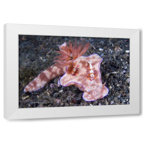Indonesia, Two Coleman shrimp on nudibranch White Modern Wood Framed Art Print by Shimlock, Jones