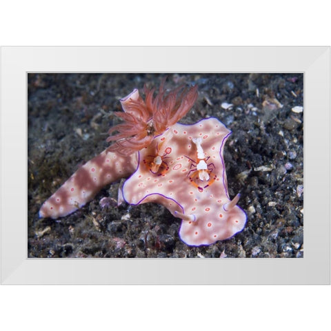 Indonesia, Two Coleman shrimp on nudibranch White Modern Wood Framed Art Print by Shimlock, Jones