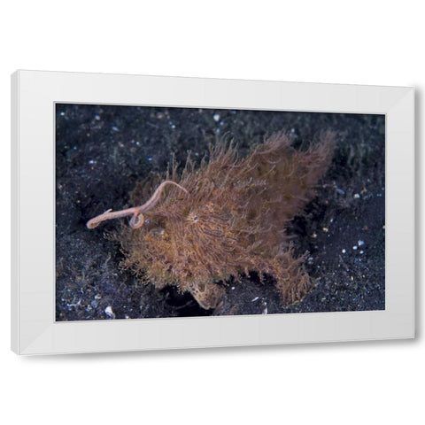 Indonesia, A hairy frogfish using its lure White Modern Wood Framed Art Print by Shimlock, Jones