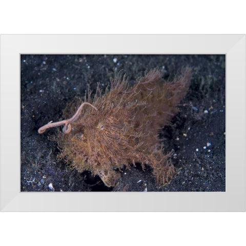 Indonesia, A hairy frogfish using its lure White Modern Wood Framed Art Print by Shimlock, Jones
