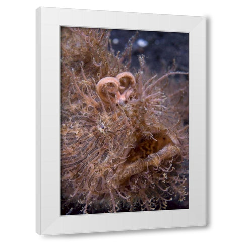 Indonesia, Hairy frogfish that uses its lure White Modern Wood Framed Art Print by Shimlock, Jones