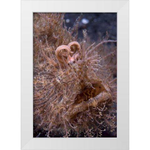 Indonesia, Hairy frogfish that uses its lure White Modern Wood Framed Art Print by Shimlock, Jones