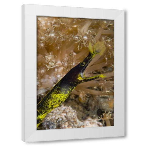 Indonesia, Sulawesi Island A ribbon eel White Modern Wood Framed Art Print by Shimlock, Jones