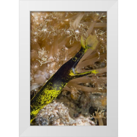 Indonesia, Sulawesi Island A ribbon eel White Modern Wood Framed Art Print by Shimlock, Jones
