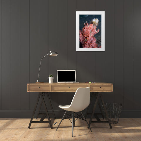 Indonesia A pygmy cuttlefish and frogfish White Modern Wood Framed Art Print by Shimlock, Jones