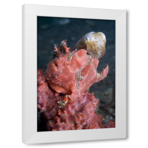 Indonesia A pygmy cuttlefish and frogfish White Modern Wood Framed Art Print by Shimlock, Jones