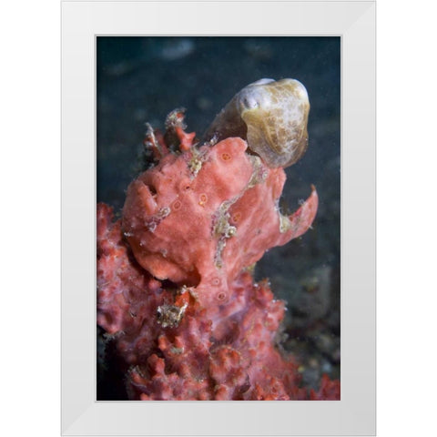 Indonesia A pygmy cuttlefish and frogfish White Modern Wood Framed Art Print by Shimlock, Jones