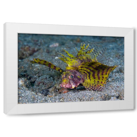 Indonesia, Lembeh Strait Red dwarf lionfish White Modern Wood Framed Art Print by Shimlock, Jones