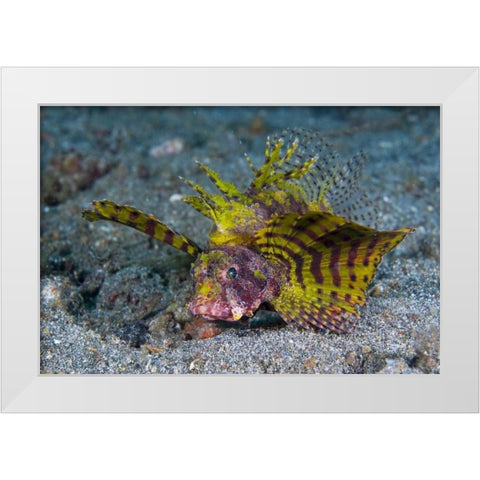 Indonesia, Lembeh Strait Red dwarf lionfish White Modern Wood Framed Art Print by Shimlock, Jones