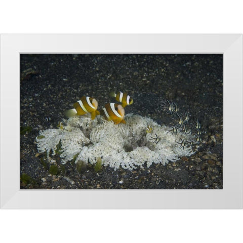 Indonesia, A ringed anemone community White Modern Wood Framed Art Print by Shimlock, Jones