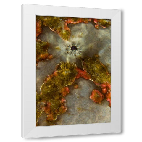 Indonesia, Sulawesi Isl, Lembeh Strait Frogfish White Modern Wood Framed Art Print by Shimlock, Jones