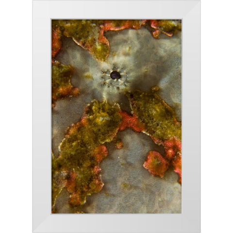 Indonesia, Sulawesi Isl, Lembeh Strait Frogfish White Modern Wood Framed Art Print by Shimlock, Jones