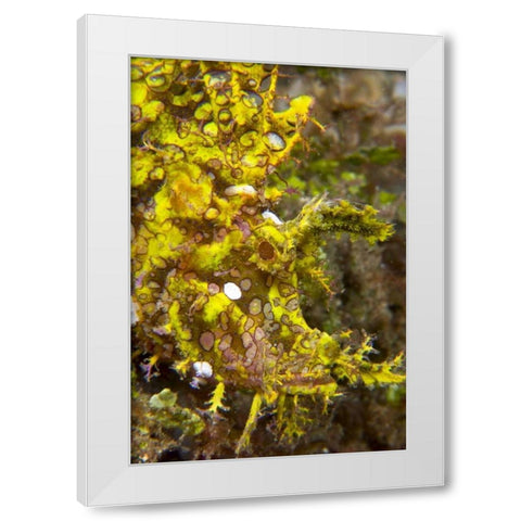 Indonesia, Sulawesi Isl, Rhinopias scorpionfish White Modern Wood Framed Art Print by Shimlock, Jones