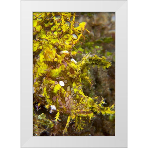 Indonesia, Sulawesi Isl, Rhinopias scorpionfish White Modern Wood Framed Art Print by Shimlock, Jones