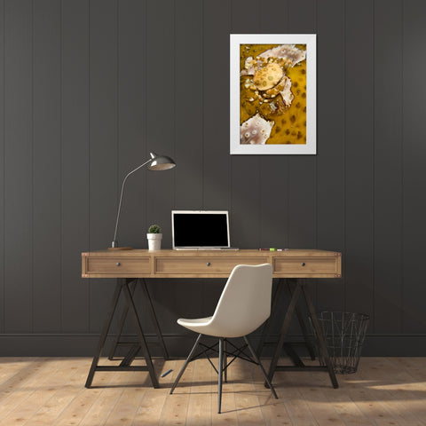 Indonesia, A swimming crab and bumble-bee shrimp White Modern Wood Framed Art Print by Shimlock, Jones