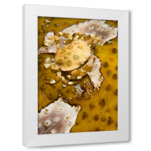 Indonesia, A swimming crab and bumble-bee shrimp White Modern Wood Framed Art Print by Shimlock, Jones