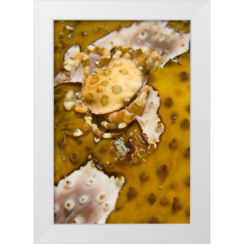 Indonesia, A swimming crab and bumble-bee shrimp White Modern Wood Framed Art Print by Shimlock, Jones