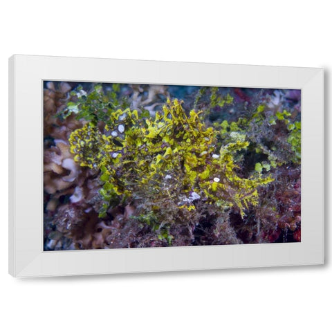 Indonesia, Sulawesi Isl, Rhinopias scorpionfish White Modern Wood Framed Art Print by Shimlock, Jones