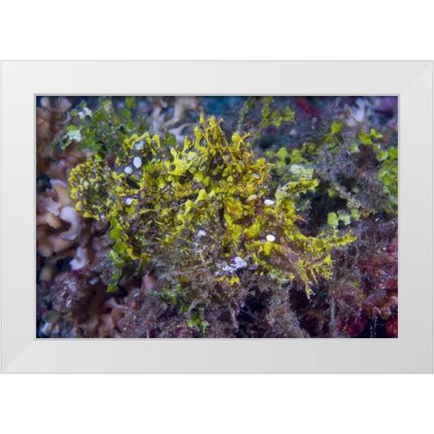 Indonesia, Sulawesi Isl, Rhinopias scorpionfish White Modern Wood Framed Art Print by Shimlock, Jones