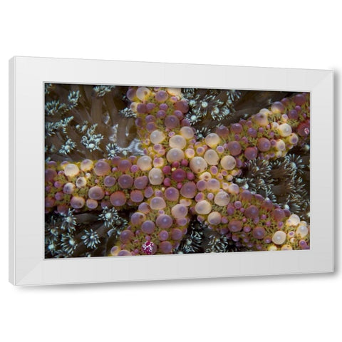 Indonesia, Sulawesi Island An exotic starfish White Modern Wood Framed Art Print by Shimlock, Jones
